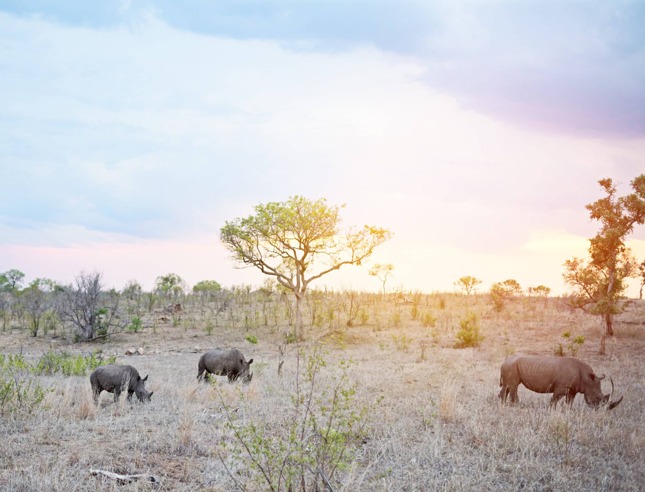 Safari en Afrique du Sud une immersion inoubliable avec Les Maisons du Voyage